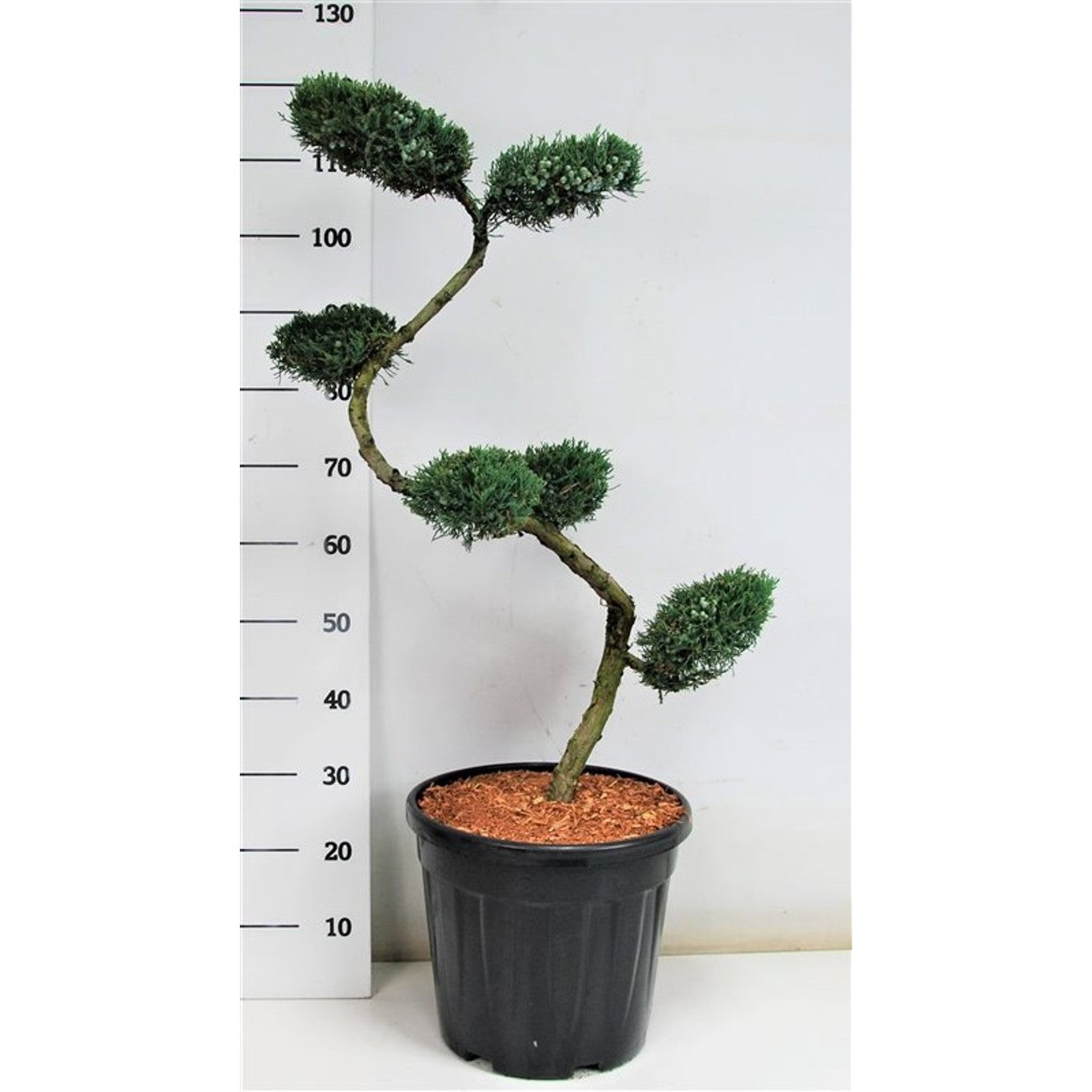 Virginsk en – Juniperus virginiana 'Grey Owl' - 80 CM S-SHAPE Cont.